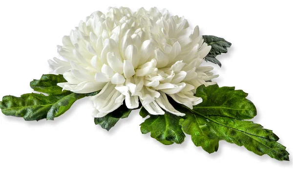 Single White Chrysanthemum Flower Head Wet Green Leaves Close White — Stockfoto