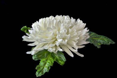 Islak yeşil yaprakları olan tek bir beyaz kasımpatı çiçeği başı ve siyah arka plandaki yaprakların üzerine su damlaları. Çiçeksel zarif desen, tasarım için botanik element