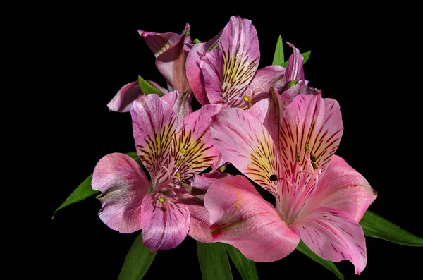 粉色金银花的古色古香照片紧贴在黑色的背景上 粉色紫罗兰花精致闪亮的花瓣 招贴画 园艺或花卉栽培概念的花卉设计 — 图库照片