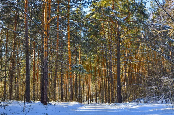 Wintry Snow Covered Pine Forest Sunny Day Healthy Frosty Air — Stock Photo, Image