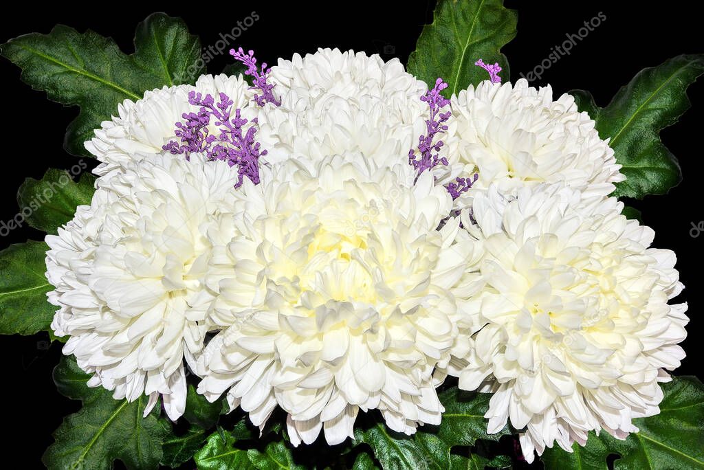 Vintage floral design - white chrysanthemum flowers bouquet with green leaves close up, on black background. Greeting card to any joyful or festive event, and may be tragic and sad as condolences