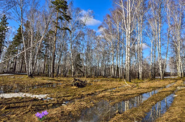 Ранняя Весна Пейзаж Белом Березовом Лесу Участком Тающего Снега Лужа — стоковое фото