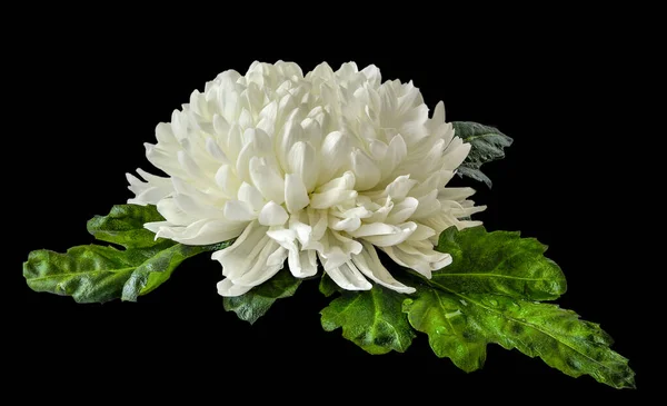Μονόχρωμο Λευκό Χρυσάνθεμο Κεφάλι Λουλούδι Βρεγμένα Πράσινα Φύλλα Κοντά Μαύρο — Φωτογραφία Αρχείου