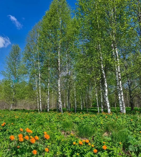 Kwitnąca Polanka Pomarańczowego Trollius Asiaticus Lub Kwiaty Kuli Ziemskiej Wiosennym — Zdjęcie stockowe