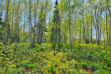 Bahar huş ağacı ormanlarında bataklık kadife çiçekleri (Caltha palustris) bulunur. Parlak güneşli bir günde, ilkbahar başları Sibirya, Rusya. Çiçek açan çayır - doğanın güzelliği