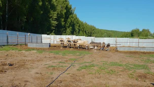 Herd Cows Basking Sun Big Cattle Pen Farm Warm Summer — Stock Video