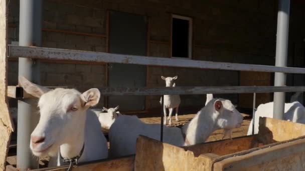 Det Några Vita Getter Fålla Äter Sitt Foder Från Krubba — Stockvideo