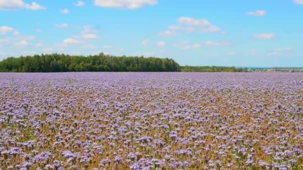 収穫期に開花した作物の提出があります 農業に関するドキュメンタリー映画の素晴らしいコンセプト — ストック動画