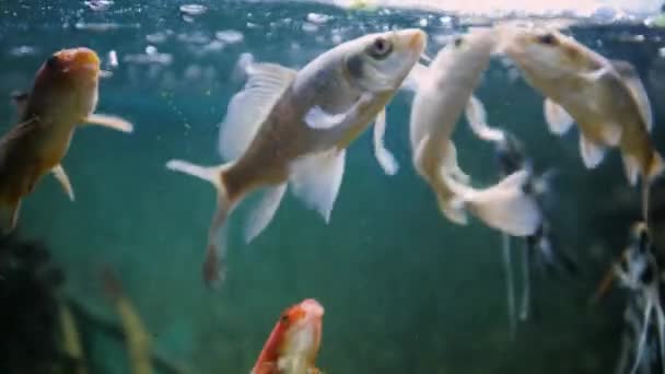 Различные Рыбы Большом Аквариуме Едят Корм Поверхности Воды Отличная Концепция — стоковое видео