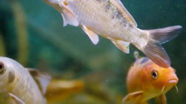 Çeşitli balıklar akvaryum camından bakıyor..