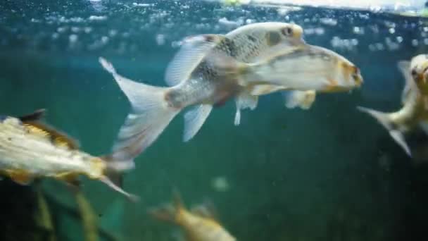 Verschillende Vissen Een Groot Aquarium Eten Hun Voer Van Het — Stockvideo