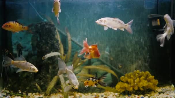 Оранжевая Белая Черная Рыбы Плавают Большом Аквариуме — стоковое видео