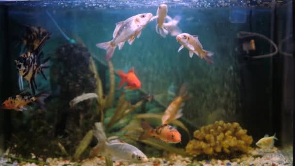 大きな水族館では様々なカラフルな魚が泳いでいます ペットショップやペットショップのための素晴らしいコンセプト — ストック動画
