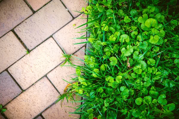 Texture de fond tuile et herbe verte — Photo