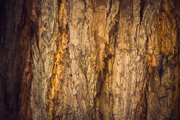 Árbol de textura de corteza árbol vivo —  Fotos de Stock