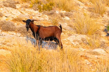 Vahşi keçi Formentor, Mallorca, İspanya 'daki tepeye bakıyor ve yürüyor.