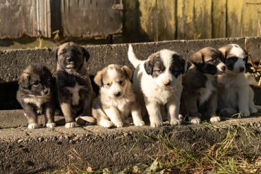 Romanya 'nın kırsal kesimlerinde şirin Avustralya çoban köpekleri
