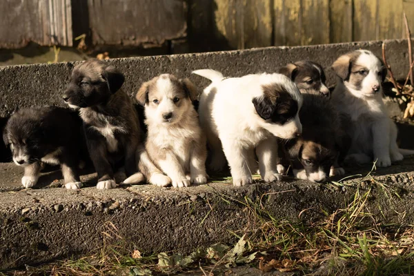 Cute Australian shepherd puppies in countryside in Romania — Stock Photo, Image