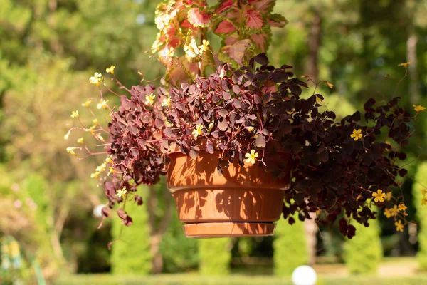 Plantera Oxalis med små lila blommor i en kruka — Stockfoto