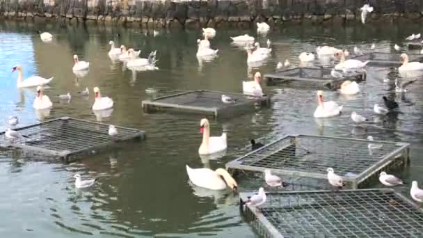 Drava Nehri, Maribor, Slovenya 'daki Ortaçağ Su Kulesi, Eski Devlet Köprüsü ve Kuğular' ın manzara görüntüsü, 4k video kaydı — Stok video