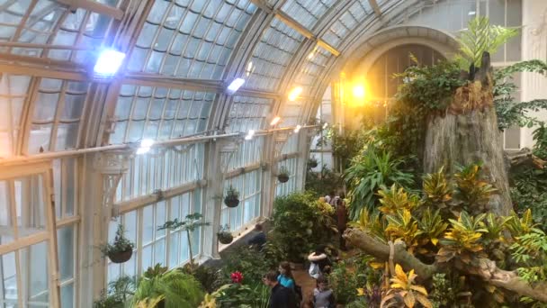 Vienna, Austria, 15 Dic 2019 - Butterfly house with tropical plants in Vienna, 4k filmati — Video Stock
