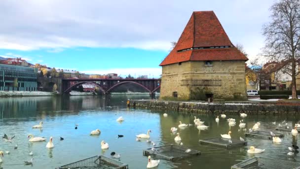 malerischer Blick auf mittelalterlichen Wasserturm, alte Staatsbrücke und Schwäne auf der Drau, Maribor, Slowenien, 4k Filmvideo
