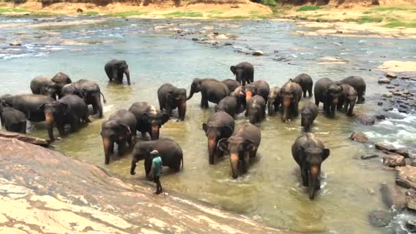 斯里兰卡，Pinnawala，2017年7月15日- -许多大象在河里洗澡，Pinnawala Elephant Orphanage，斯里兰卡，4k影片 — 图库视频影像