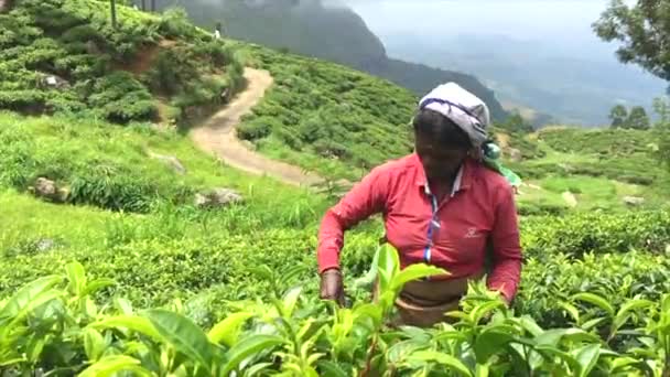 Sri Lanka, 15 luglio 2017 - La donna tamil rompe le foglie di tè vicino al sedile Liptons, Sri Lanka — Video Stock