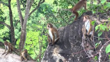 Toque Macaque - Macaca sinica, Sri Lanka, 4k video