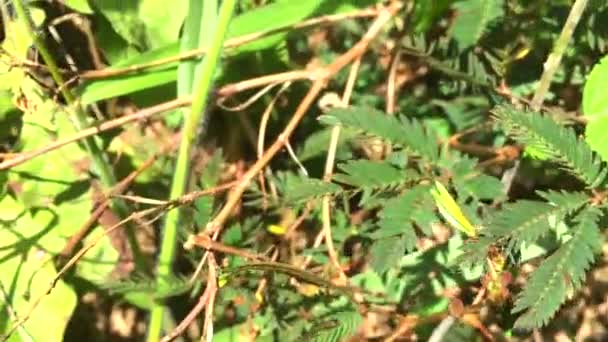 Effet du toucher sur la feuille de Mimosa pudica, plante sensible, vidéo 4k — Video