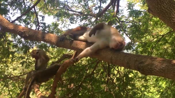 Toque Macaque - Macaca sinica, Sri Lanka, 4k footage video — Stock Video