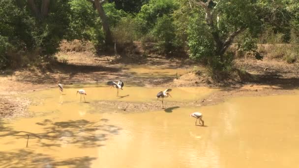 Madarak a tóban a Wilpattu Nemzeti Parkban, Srí Lanka, 4k videó — Stock videók