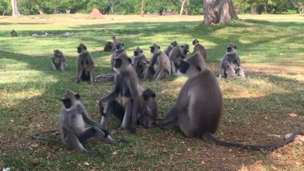 Macacos de cara preta ou macacos Langur Semnopithecus entellus em Anuradhapura cidade antiga, Sri Lanka, vídeo de imagens 4k — Vídeo de Stock