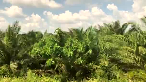 Huge Oil Palm Plantation in Thailand — Stock Video