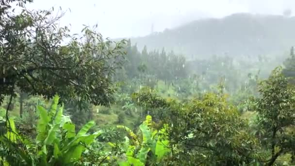 Regen in tropisch regenwoud tijdens storm in Koh Samui, Thailand — Stockvideo