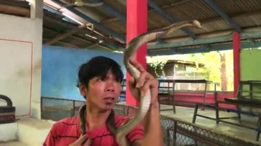Koh Samui Adası, Tayland, 20 Kasım 2017 - Koh Samui Adası, Tayland 'da bir adam Yılan Şovunda bir yılanı kışkırtıyor