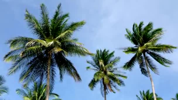 Кокосові пальми і небо в Кох Самоуї (Таїланд). — стокове відео