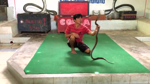 Koh Samui Island, Tajlandia, 20 lis 2017 - Człowiek prowokuje węża na Snake Show w Koh Samui Island, Tajlandia — Wideo stockowe