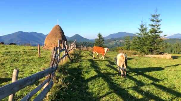 Természetes hegyi táj tehenek, Románia, Bucovina, 4k fotage video — Stock videók