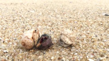 Sri Lanka sahilindeki kara keşişleri, 4k video.