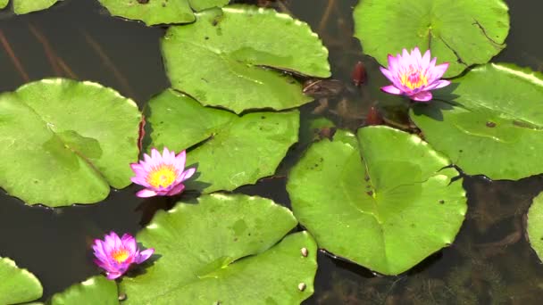 krásný lotos květiny nebo vodní lekníny v rybníku, 4k záběry video
