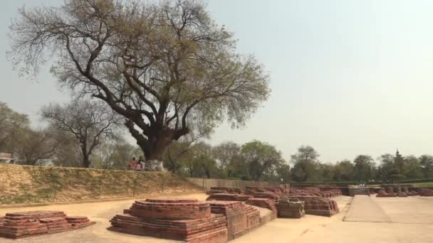 Dharmarajika Stupa vicino a Dhamekh Stupa a Sarnath, Buddha place, Varanasi, India, 4k filmati video — Video Stock