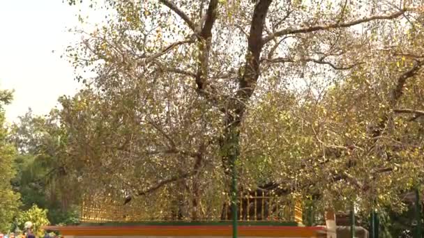 Buddha och lärjungar under Heliga Bodhi trädet på Sarnath, Varanasi, 4k video — Stockvideo