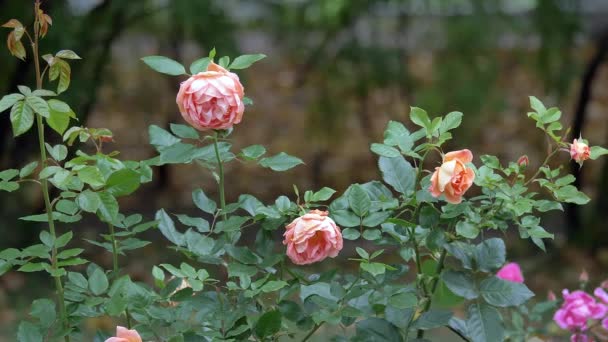 Wilde rozen verschillende kleuren met sappige groene bladeren van dichtbij bekijken slow motion verplaatsen — Stockvideo