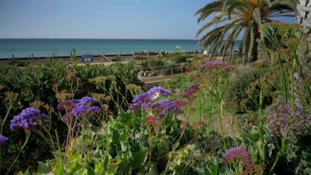 Landschaftlich schöne Aussicht durch Blumen grüne Pflanzen Agave Aloe Vera San Clemente Pier in Linda Lane Park Westküste Kalifornien sonnigen Tag Eisenbahnen Straße und Wellen lange flach — Stockvideo