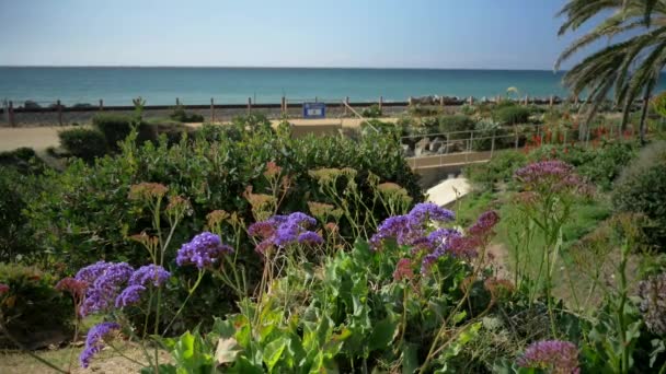 Escénica Hermosa vista a través de flores plantas verdes agave aloe vera Muelle de San Clemente en Linda Lane Park Costa Oeste California día soleado ferrocarriles carretera y olas largas planas — Vídeo de stock