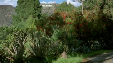 Los Angeles, Kaliforniya 'daki ünlü Hollywood tabelası eşsiz yeşil bitkiler Los Angeles Usa 23.12.2019