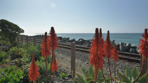 在海滩、铁路和红花上的风景，加利福尼亚圣克莱门特的卡拉菲亚海滩 — 图库视频影像