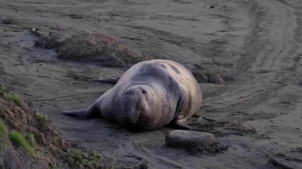 Elefantsälar på stranden i Big Sur Kaliforniens solnedgång — Stockvideo