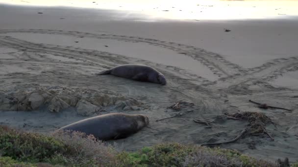 캘리포니아의 빅서 (Big Sur) 해변에 있는 코끼리 바다표범해질 녘 — 비디오